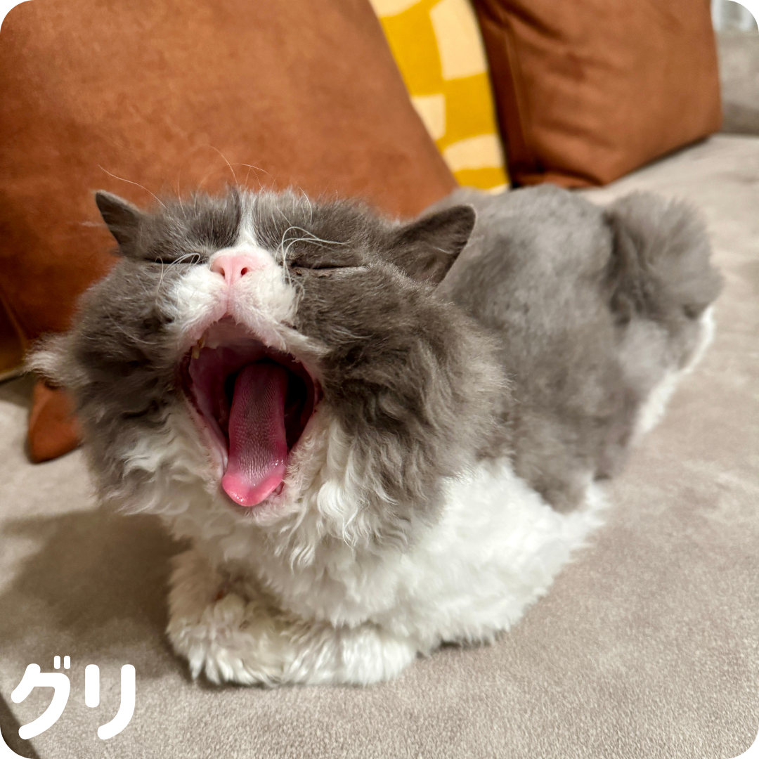 ビビ・パンダ・ごんすけ・よもぎ＆ぼたん