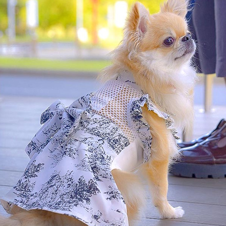 犬・猫用ウェア