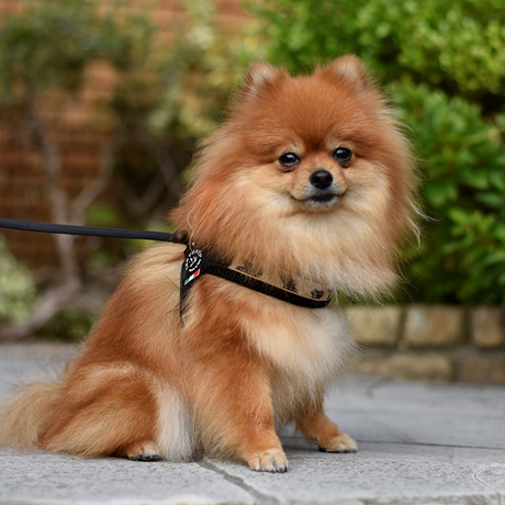 リード・ハーネス