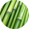 竹の収穫