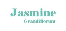 ジャスミングランディフローラム
